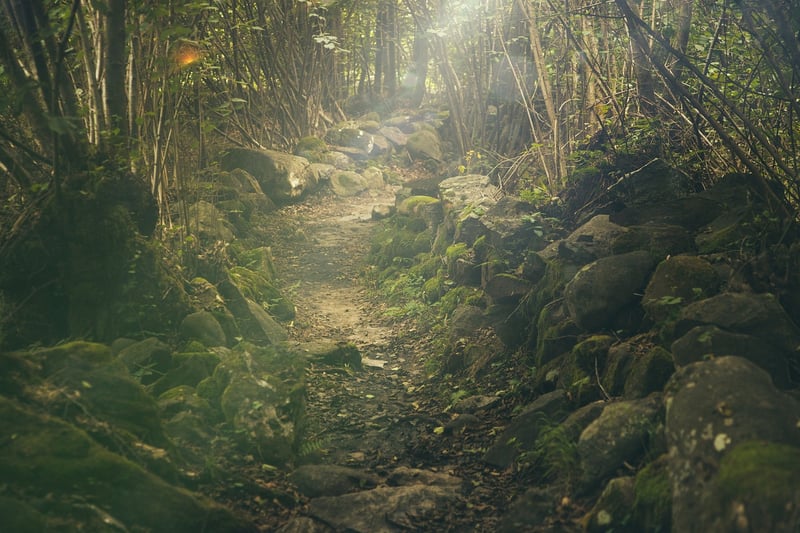 Whimsical Forest